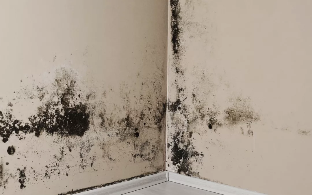 Servicing Season: Fighting Moisture and Mould Proactively