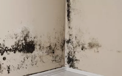 Servicing Season: Fighting Moisture and Mould Proactively