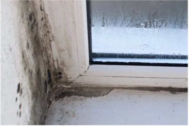 Managing Mould in Social Housing: Essential Guidance for Housing Providers and Tenants
