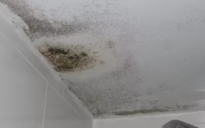 Mould in Social Housing: Health Risks, Causes & How to Remove It Safely